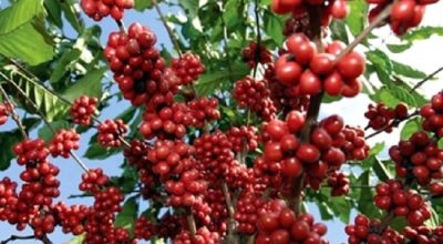 Letang farmers shift to commercial coffee farming