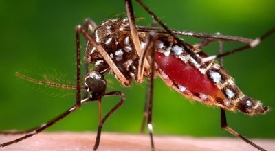 World Mosquito Day today, 168 species of mosquitoes found in Nepal
