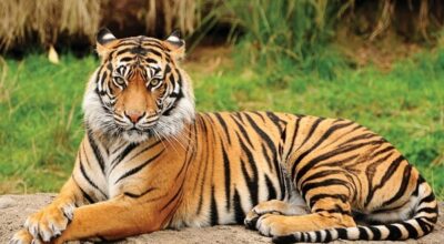 Parsa National Park implementing CA|TS certification in tiger conservation