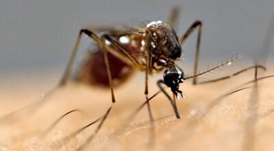 Four persons die from Japanese Encephalitis infection in Saptari and Kailali