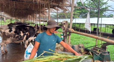 Former soldier Ghale secures huge income with dragon fruit farming