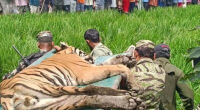 Tiger that entered human settlement taken under control