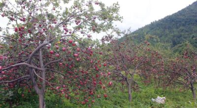 Farmers in Gorkha earn Rs 1.5 million from apple harvest
