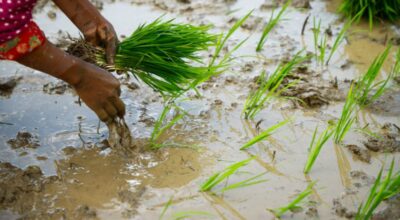 Nepal completes 96% of paddy planting amid fertilizer shortage