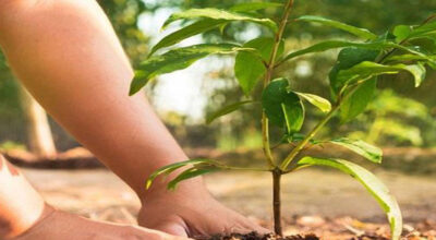 Bangaldeshi and Nepali photo journalists carry out tree plantation in Pokhara