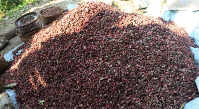 Cardamom Prices Drop by Rs 14,000 per Maund in Taplejung