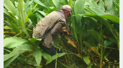 Bhojpur farmers shift to turmeric farming to avoid monkey menace