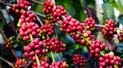 Coffee trees bear fruit within two years in Arghakhanchi