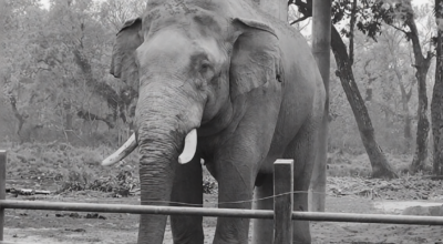Famous wild elephant Ronaldo found dead in Chitwan