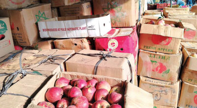 Humla exports apples worth over Rs 20 million