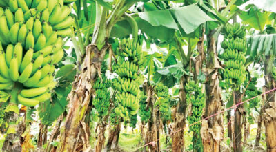 Dang banana farmers optimistic as market prices rise