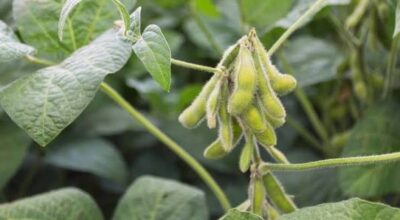 Soybean farming becomes a reliable source of income in Bhojpur