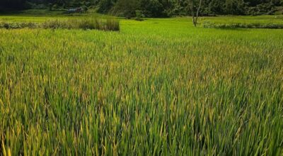 Blast Disease Affects Paddy Crops in Gorkha Amid Zinc Deficiency