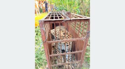Man-eater leopard taken under control
