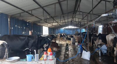 Engineer Lamichhane takes to cattle farming as side business
