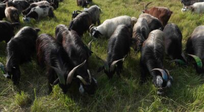 Mustang sells over 13,000 mountain goats for Dashain, generating Rs 355 million