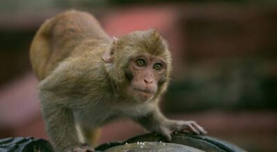 Monkey attacks leave 40 injured in Nepalgunj
