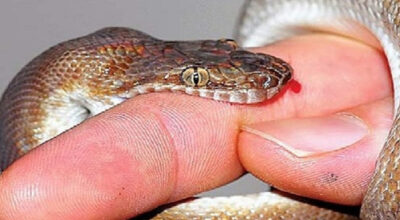 Snakebites kill 1,000 people annually in Nepal