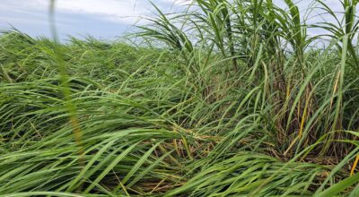 Four improved varieties of sugarcane handed over to Nepal