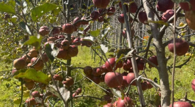 Apples produced in Manaslu Region confined to warehouses