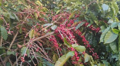 Kavre leads coffee production growth as economic potential expands