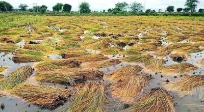 Heavy rains cause over Rs 20 million loss in paddy production