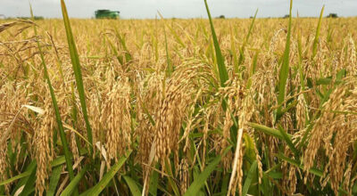 Early weather warnings ease paddy harvesting for Kanchanpur farmers