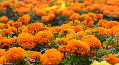 Tanahu women aim to sell marigolds worth Rs 1 million for Tihar