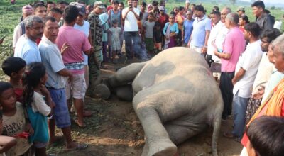 Wild elephant found dead in Sarlahi