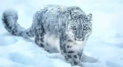 International Day of the Snow Leopard: Climate change reducing this big cat’s habitat