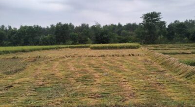 Hailstorm and heavy rain damage paddy crops in Ghodaghodi