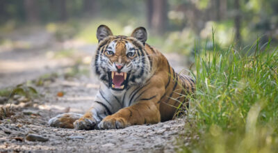 One killed in tiger attack